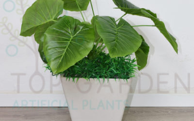 טארו קלאסי קטן