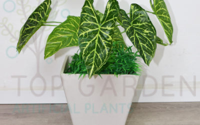 טארו דרקוני קטן